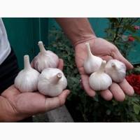 Продам чеснок, сорт Любаша