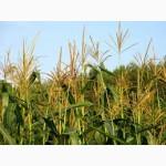 Отруби кукурузные