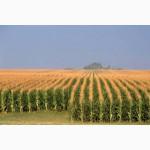 Отруби кукурузные