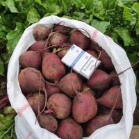 Продам свёклу