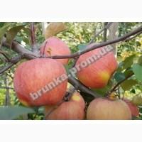 Яблуня зимова Ятака (Фуджі)