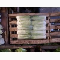 Продам пекінську капусту