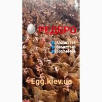 Редбро яйца инкубационные