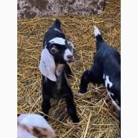 Продам чистокровних нубійських кіз