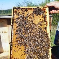 Продам плодотворные чистопородные пчелиные матки 2024 /ПЧЕЛОМАТКА КАРПАТКА