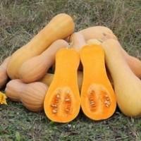Продам гарбуз батернат мускатний сорт