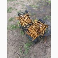 Продам саджанці ревеню, сорт Вікторія