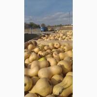 Тыква на переработку (баттернат)