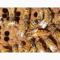 Продам маток Ligustica Italia