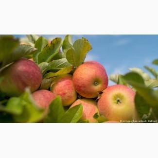 Куплю яблука у великих об#039;ємах