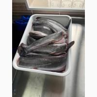 Продам мармуровий кларій (сом) морожений