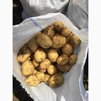 Продам молоду картоплю сорт Рівєра