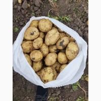 Продам молоду картоплю сорт Рівєра