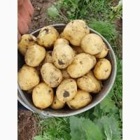 Продам молоду картоплю сорт Рівєра