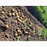 Продам молоду картоплю сорт Рівєра