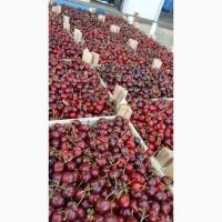 Продам Черешню Сорт Чкалова оптом