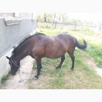 Продам кобилу