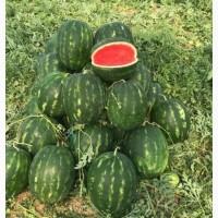 Кавун Куплю