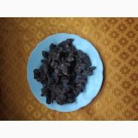 Калган сушений (лапчатка прямостоячая)