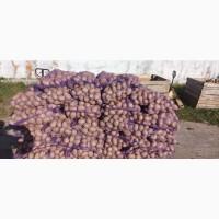 Продам картофель сорт Белая роза Славянка