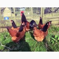 Інкубаційне яйце та курчата. Форверк