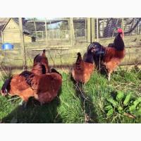 Інкубаційне яйце та курчата. Форверк