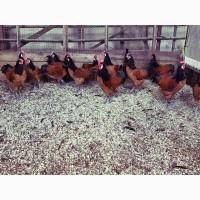 Інкубаційне яйце та курчата. Форверк