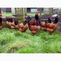 Інкубаційне яйце та курчата. Форверк