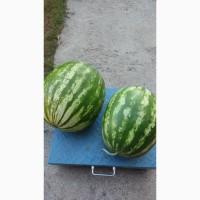 Продам кавун