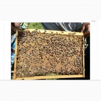 Продам бджолопакети Карпатка