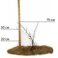 Саджанці винограду Байконур - 2-річний