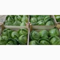 Фасована молода капуста 2025 | Безпосередньо з господарства | Від 10 тонн