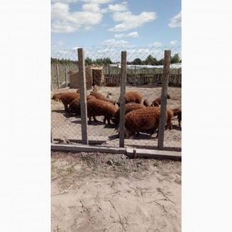 Угорська мангалиця, розплідник породистих свинок