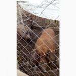 Угорська мангалиця, розплідник породистих свинок