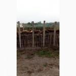 Угорська мангалиця, розплідник породистих свинок