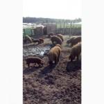 Угорська мангалиця, розплідник породистих свинок