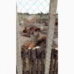 Угорська мангалиця, розплідник породистих свинок