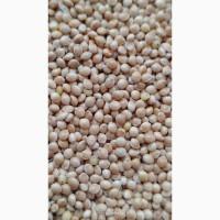 Продам просо біле (Panicum miliaceum)- 3т