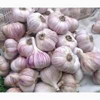 Продам Часник Любаша ( Тернопільська обл)