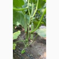 Продам огірок оптом тепличний