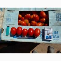 Продаємо помідор сливку
