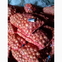 Продам цибулю сорт Дерек калібр 5-7