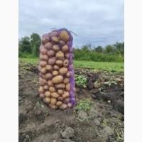 Посадкова картопля Арізона Харківська область купити для посадки, роздріб від 10 кг