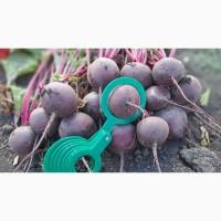 Продам Буряк, сорт Родіті. Одеська обл