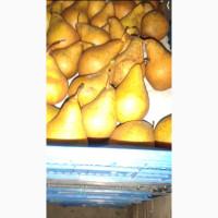 Продам грушу сорту Ноябрська