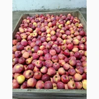 Продам яблука