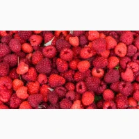 Продам малину оптом Тернопільська обл