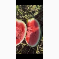 Продам кавун оптом карістан/арашан