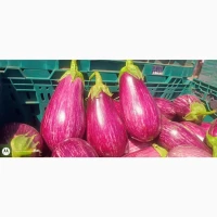 Продам баклажан графитовый