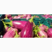 Продам баклажан графитовый